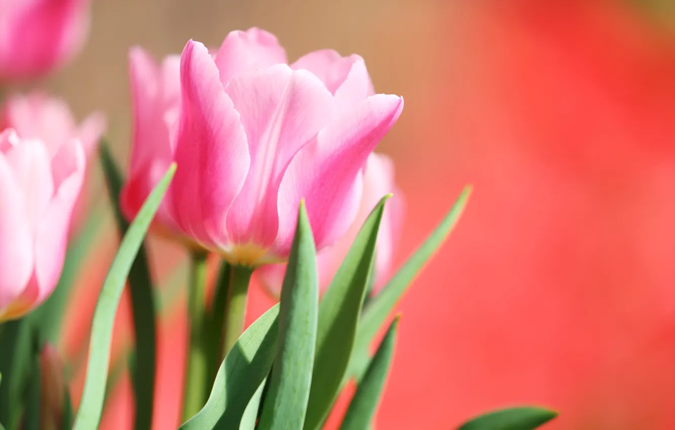 Photo wallpaper macro, pink, Tulip