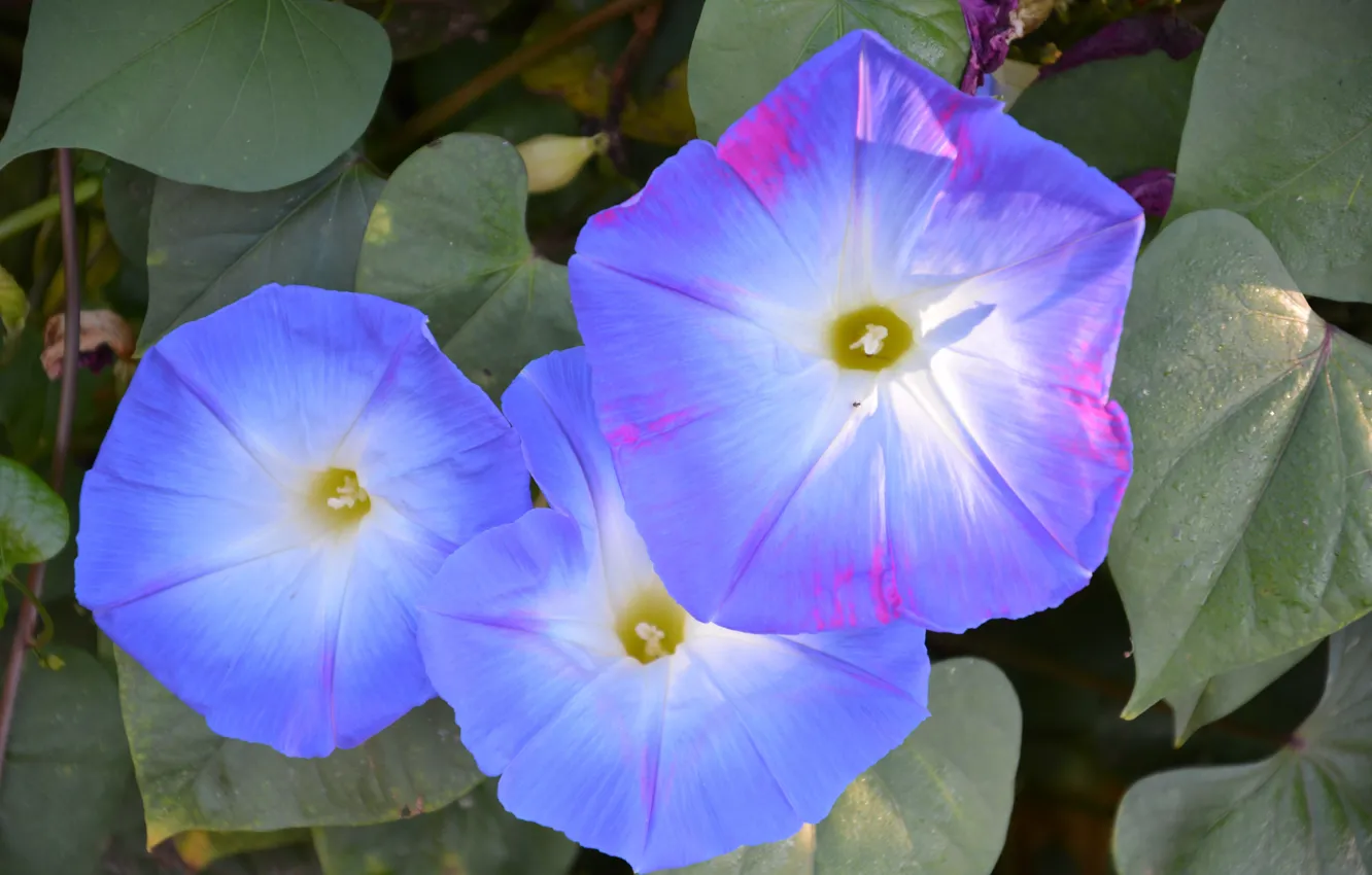 Photo wallpaper macro, flowers, blue, trio, vines, morning glory
