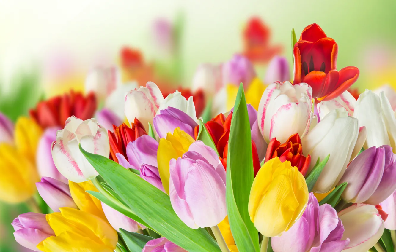 Photo wallpaper flowers, colorful, tulips, tulips, spring