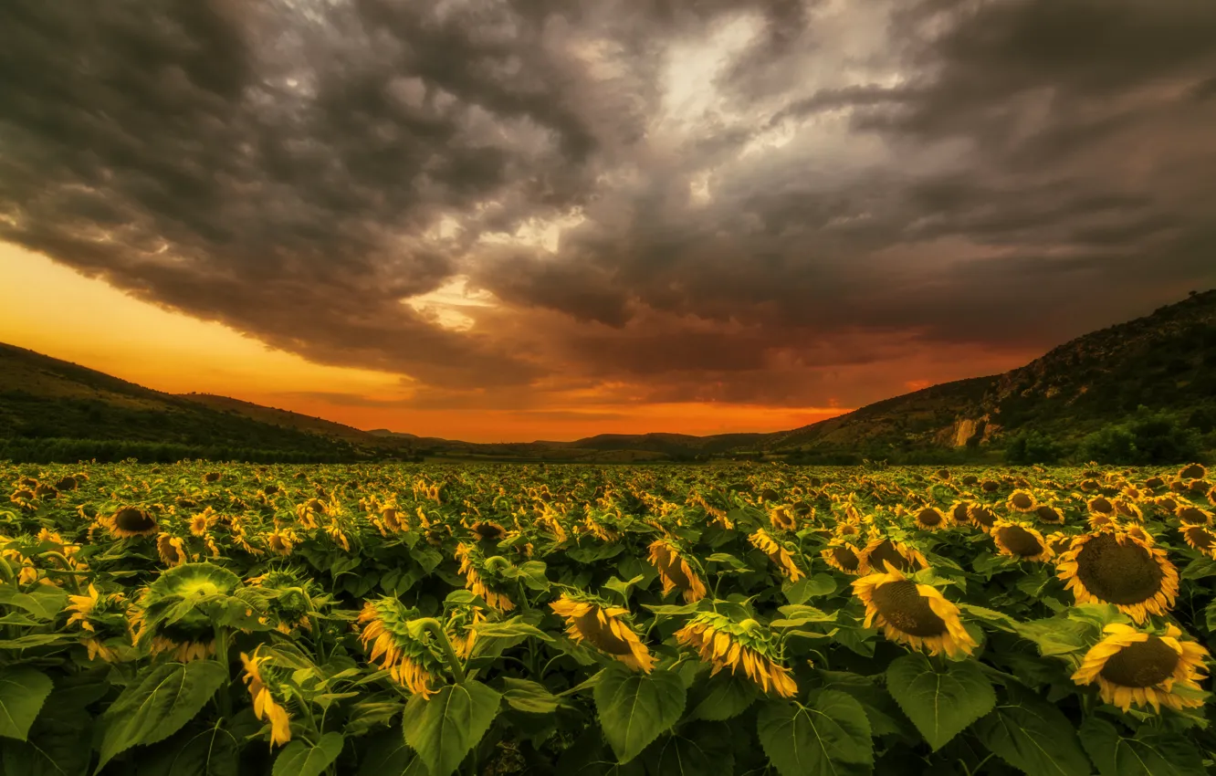 Photo wallpaper field, summer, sunflowers, sunset, nature