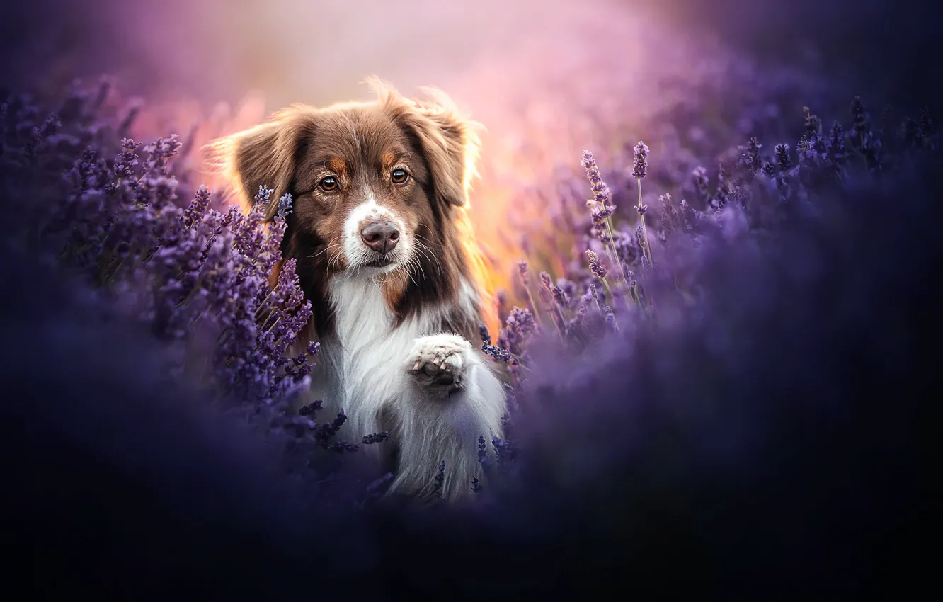 Photo wallpaper face, paw, dog, lavender, Australian shepherd, Aussie