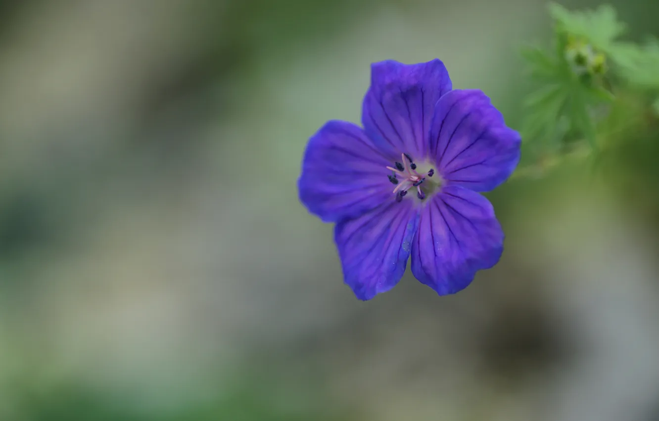 Photo wallpaper greens, macro, flowers, blue, one, focus