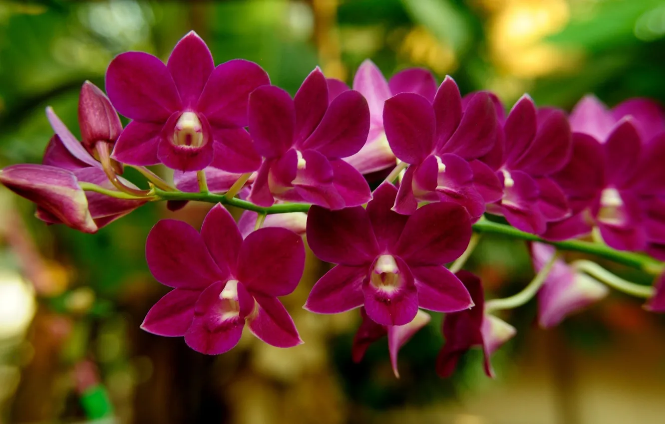 Photo wallpaper flowers, flowering, Orchid