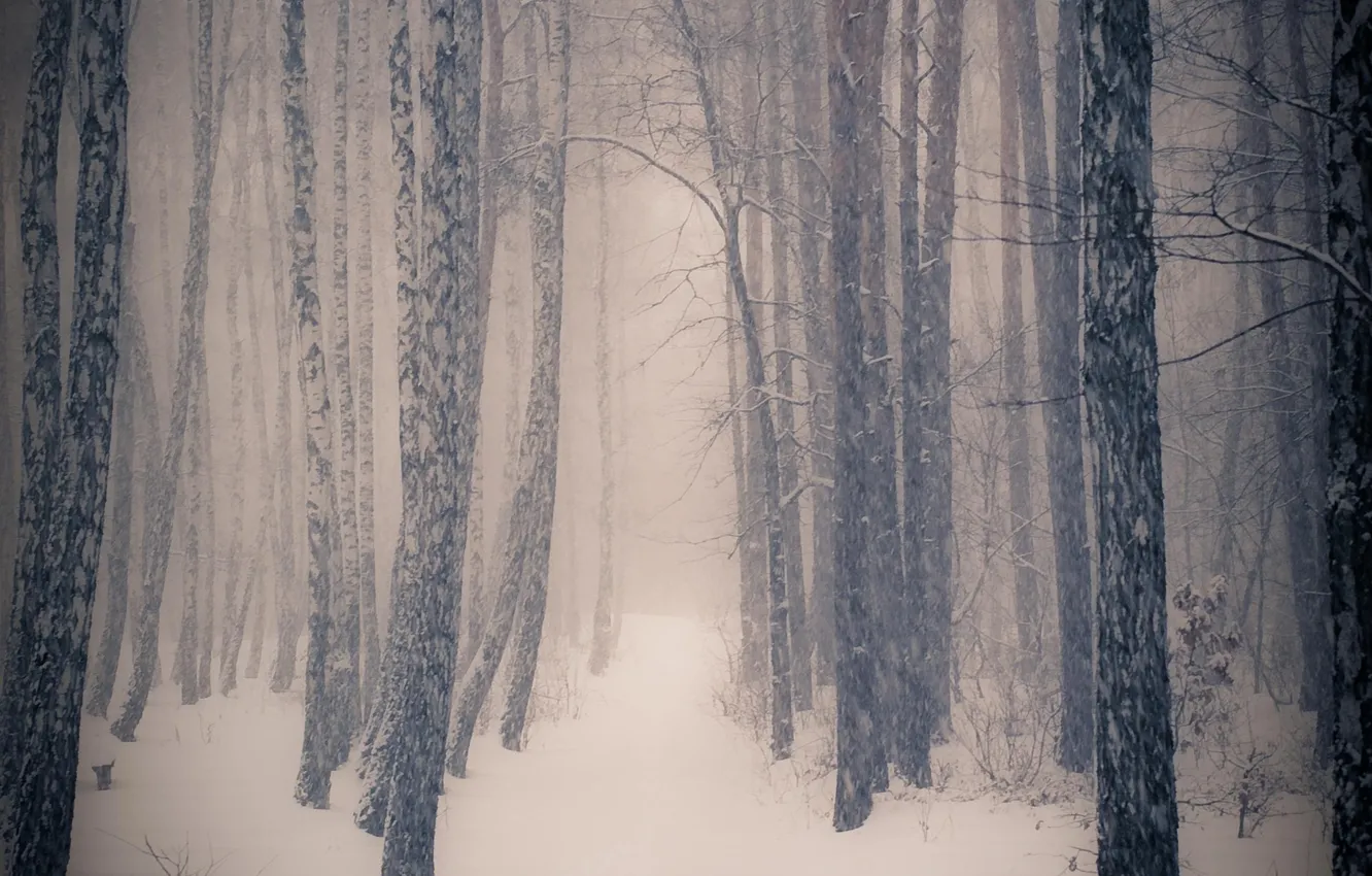Photo wallpaper winter, forest, snow, trees