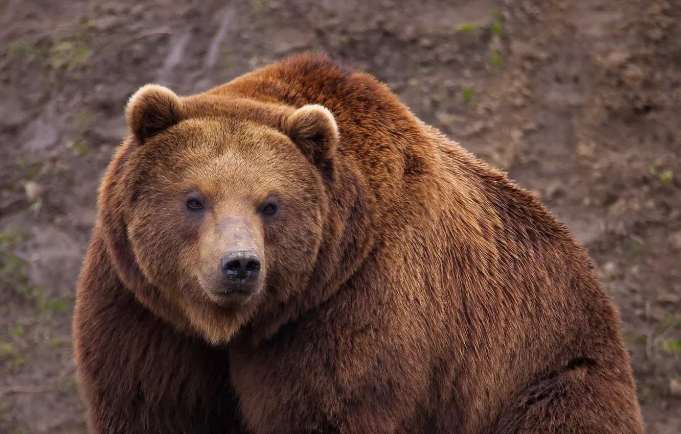 Photo wallpaper nature, background, bear