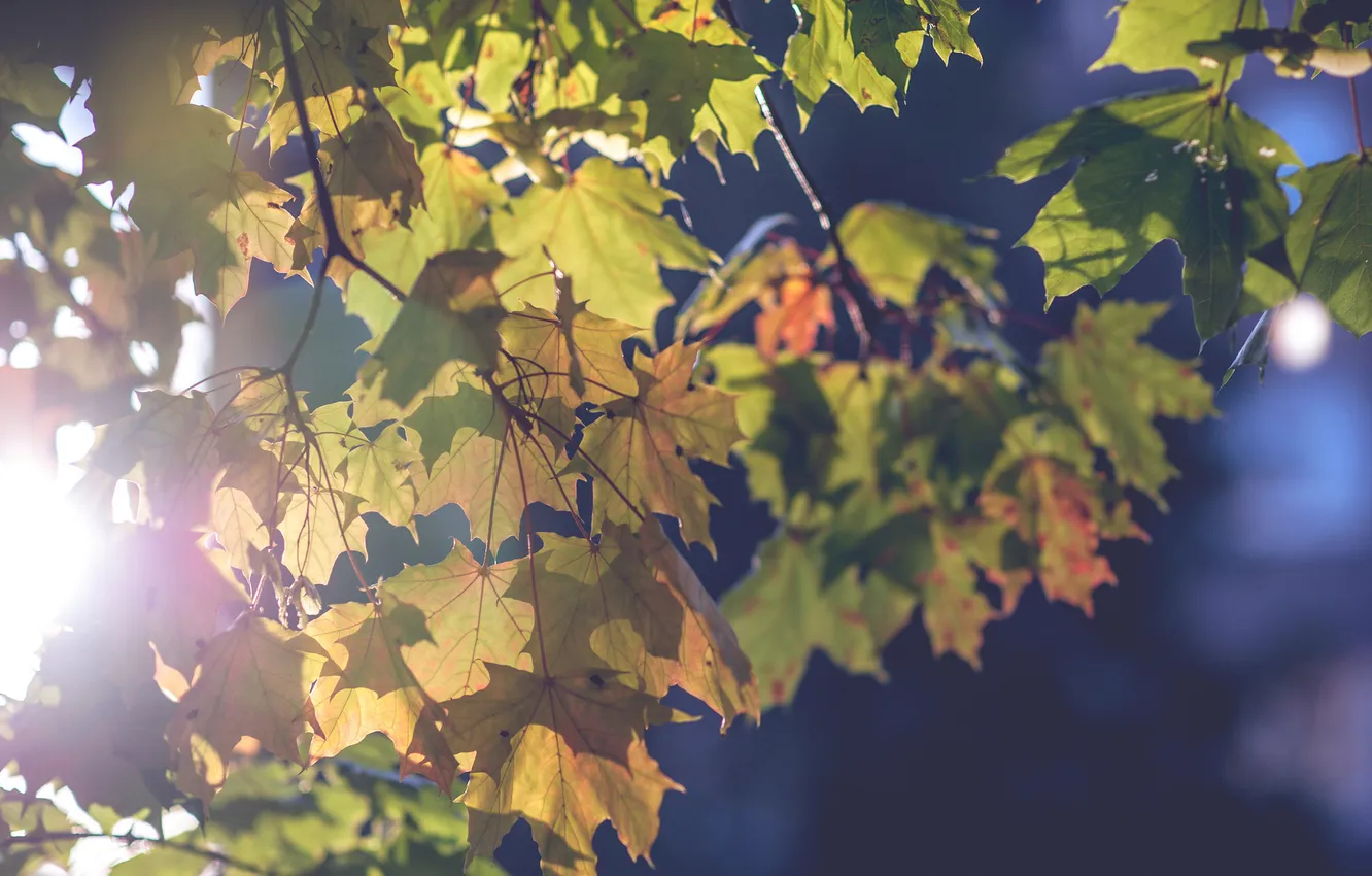 Photo wallpaper autumn, leaves, mood, branch, blur, maple