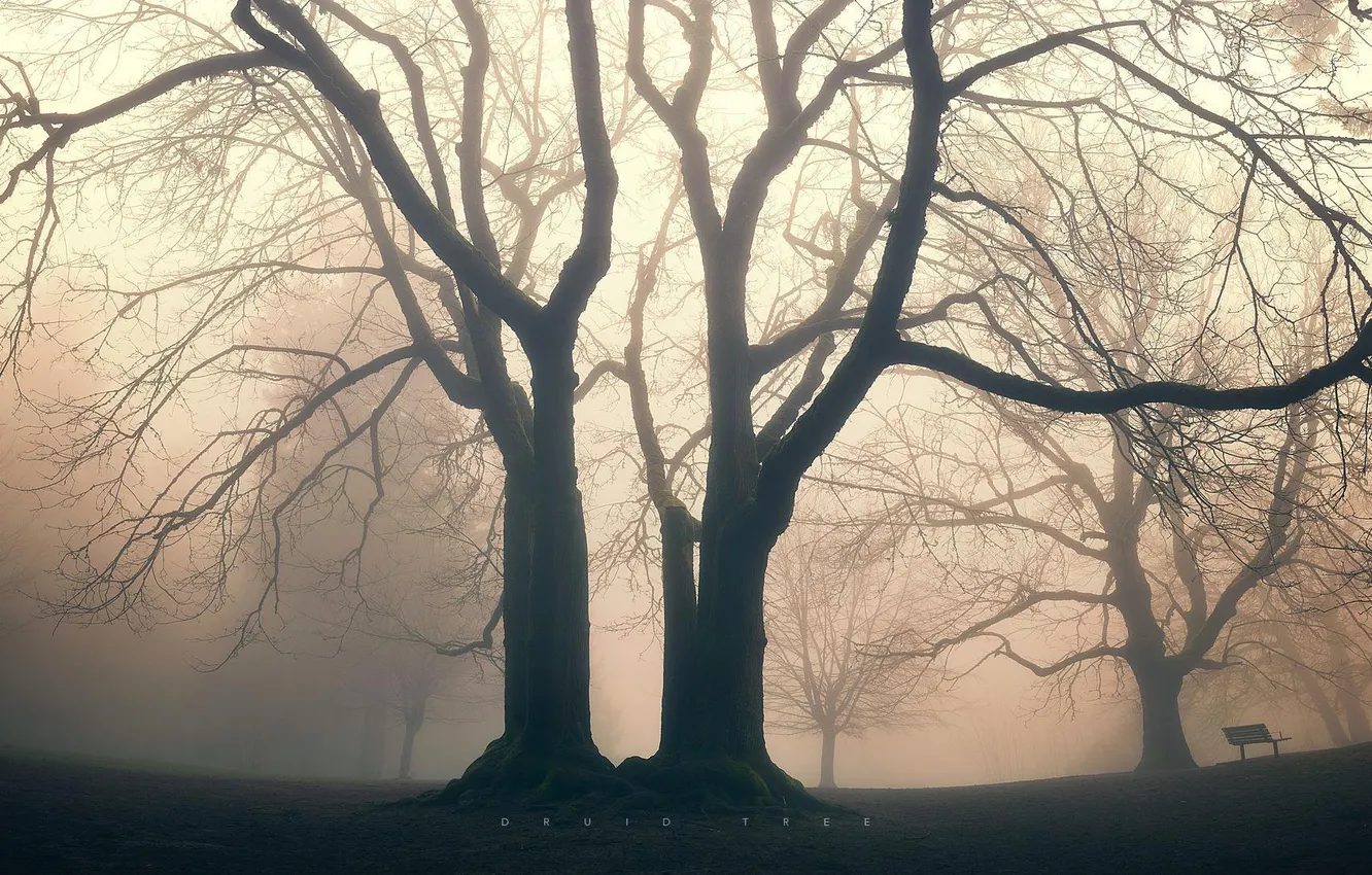 Photo wallpaper trees, nature, fog, Park, square