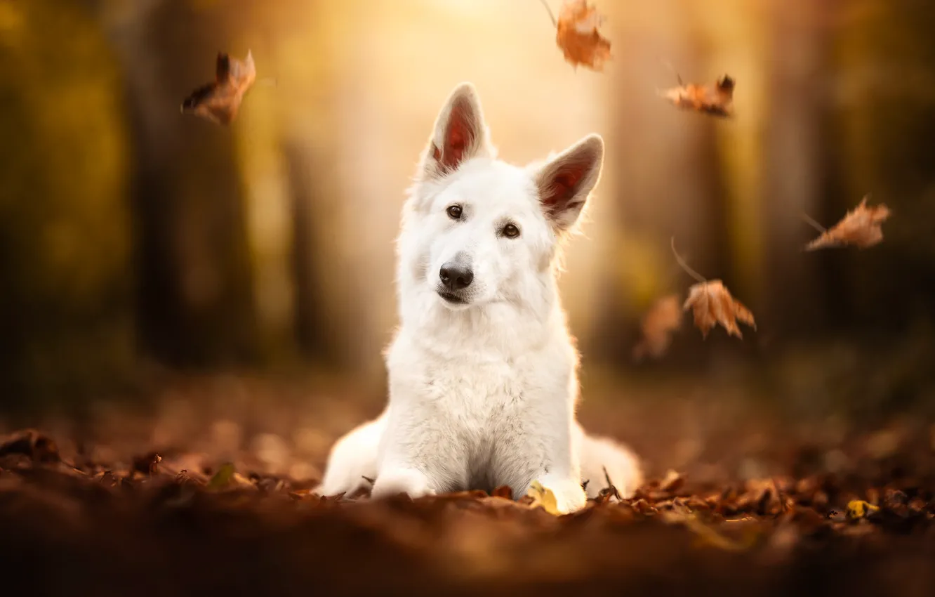 Photo wallpaper autumn, look, face, leaves, dog, The white Swiss shepherd dog