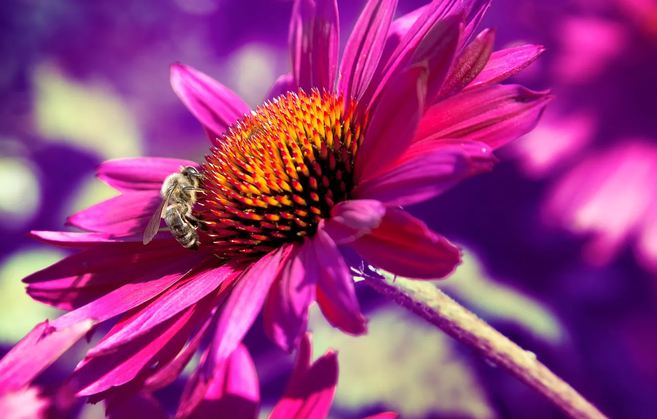 Photo wallpaper macro, flowers, nature, bee