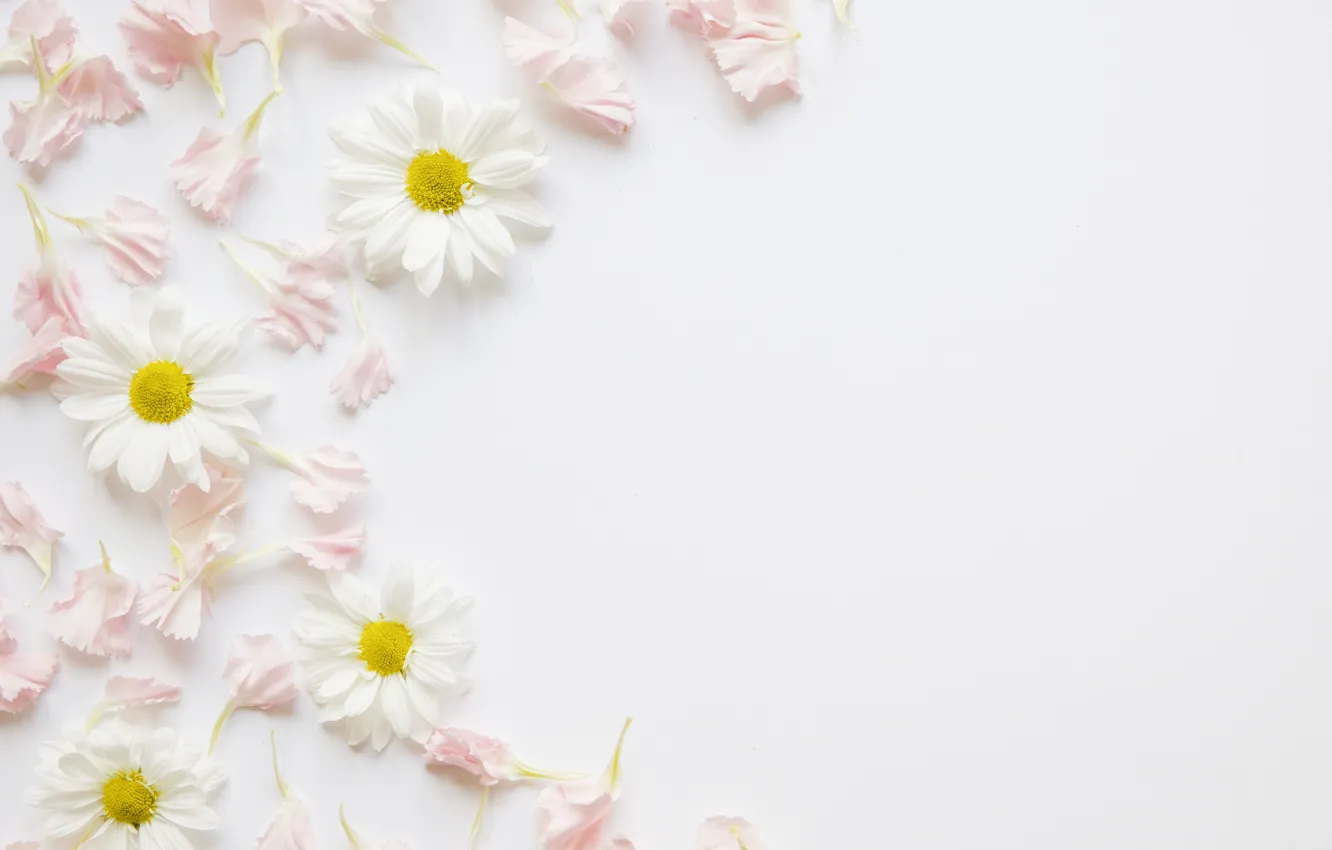 Photo wallpaper flowers, chamomile, petals, pink, decor, petals, chamomiles