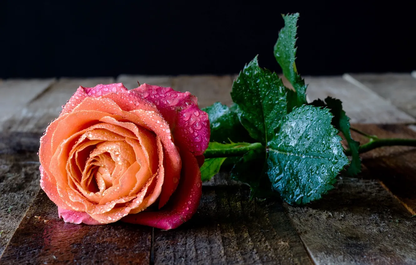 Photo wallpaper leaves, water, drops, flowers, Board, roses