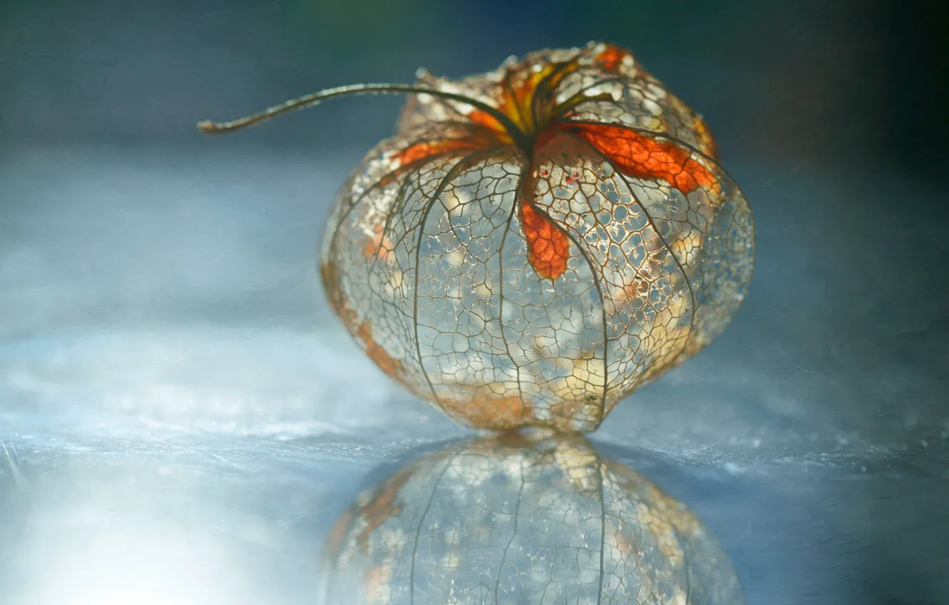 Photo wallpaper nature, reflection, plant, physalis