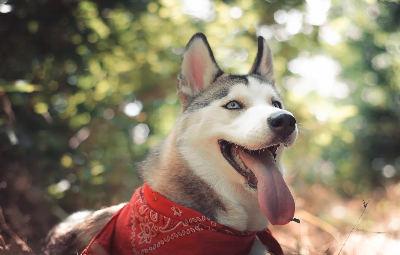 Photo wallpaper look, macro, nature, dog, ears, husky, Laika
