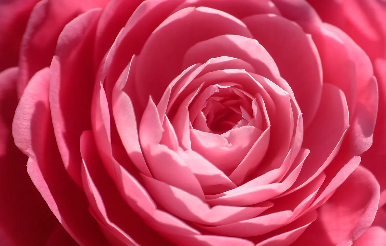 Photo wallpaper macro, petals, Camellia