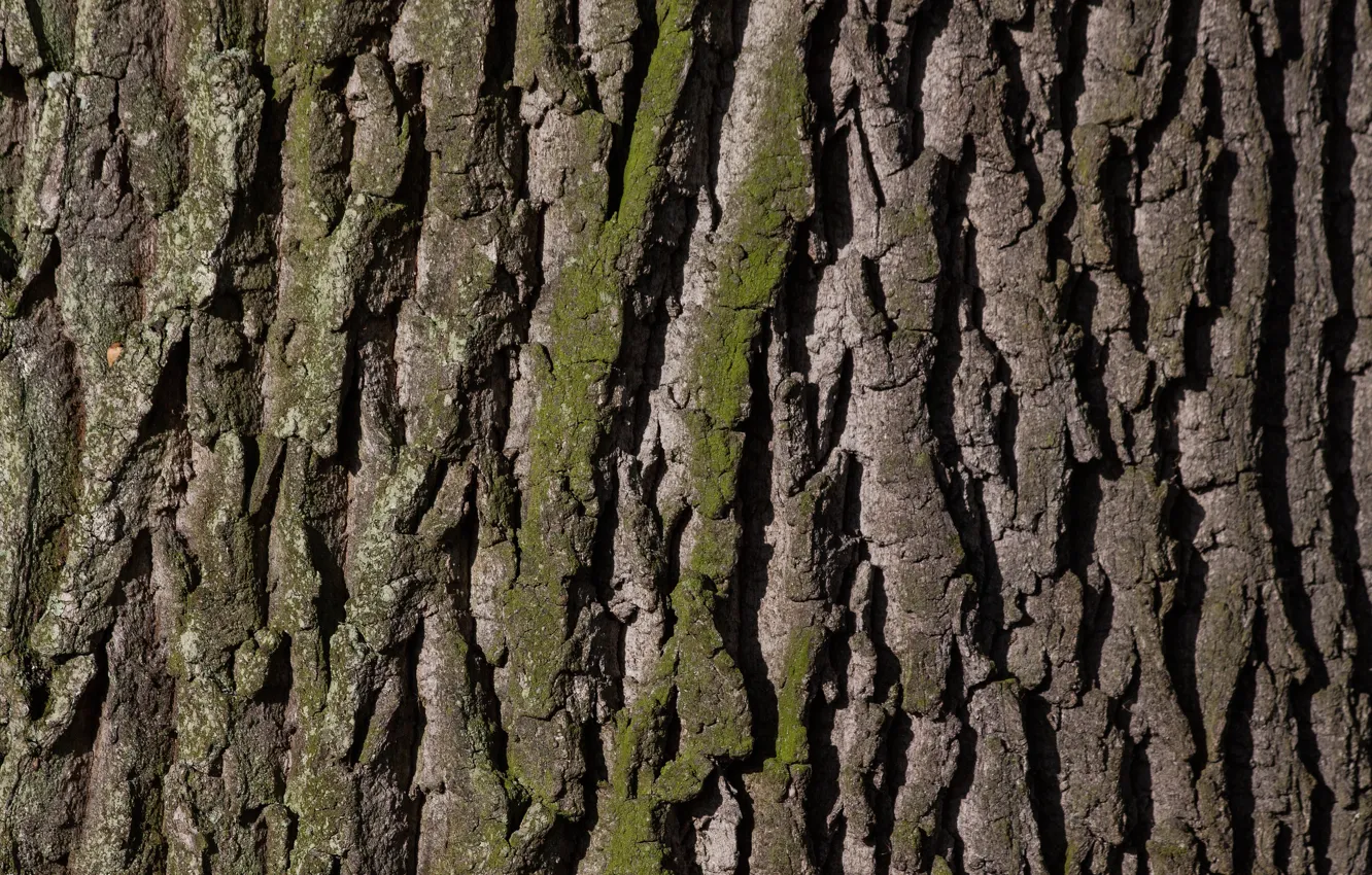 Photo wallpaper close-up, tree, trunk, bark, oak