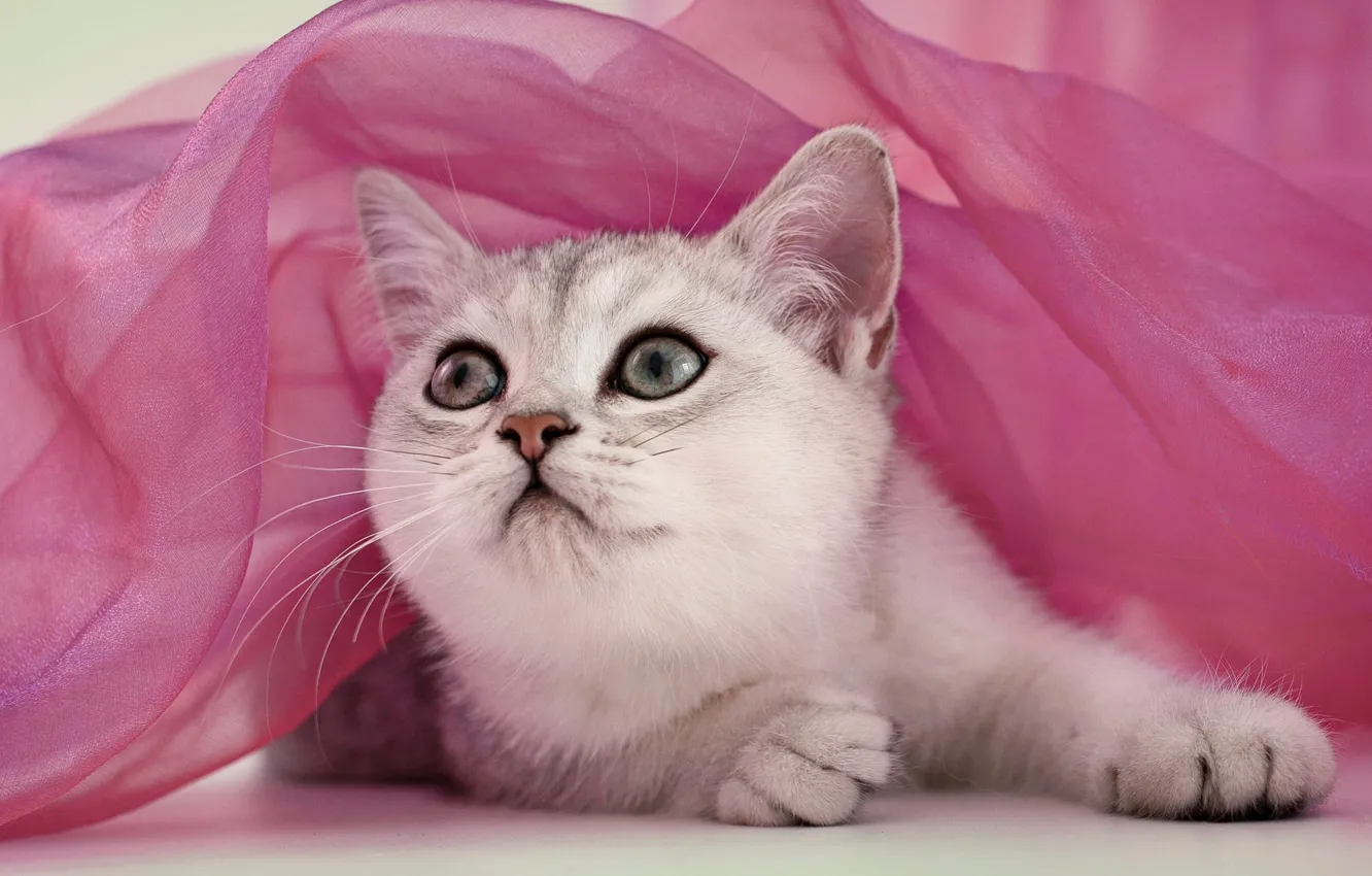 Photo wallpaper cat, look, pose, grey, portrait, fabric, lies, kitty