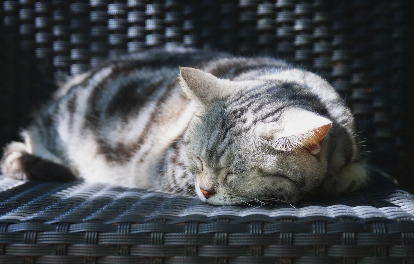 Photo wallpaper cat, cat, light, sleep, sleeping