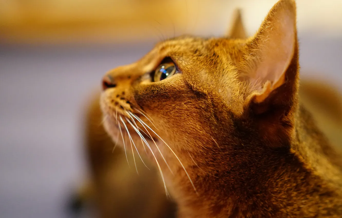 Photo wallpaper cat, mustache, background, profile