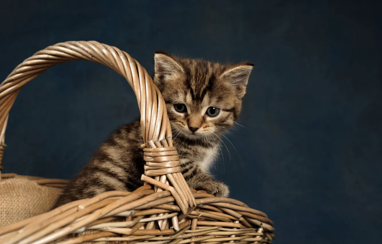 Photo wallpaper cat, kitty, basket, striped