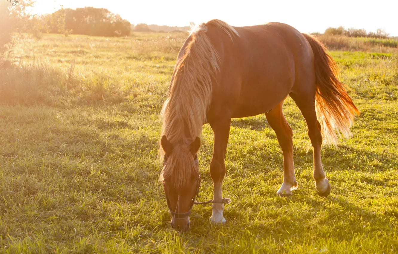 Photo wallpaper sunset, photo, animal, horse, Nikon, Canon, lashed
