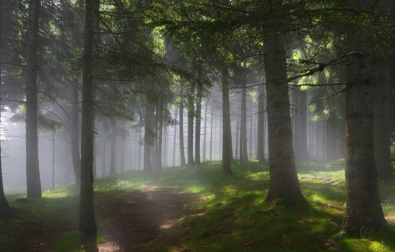 Photo wallpaper forest, light, trees, branches, fog, morning, haze, pine