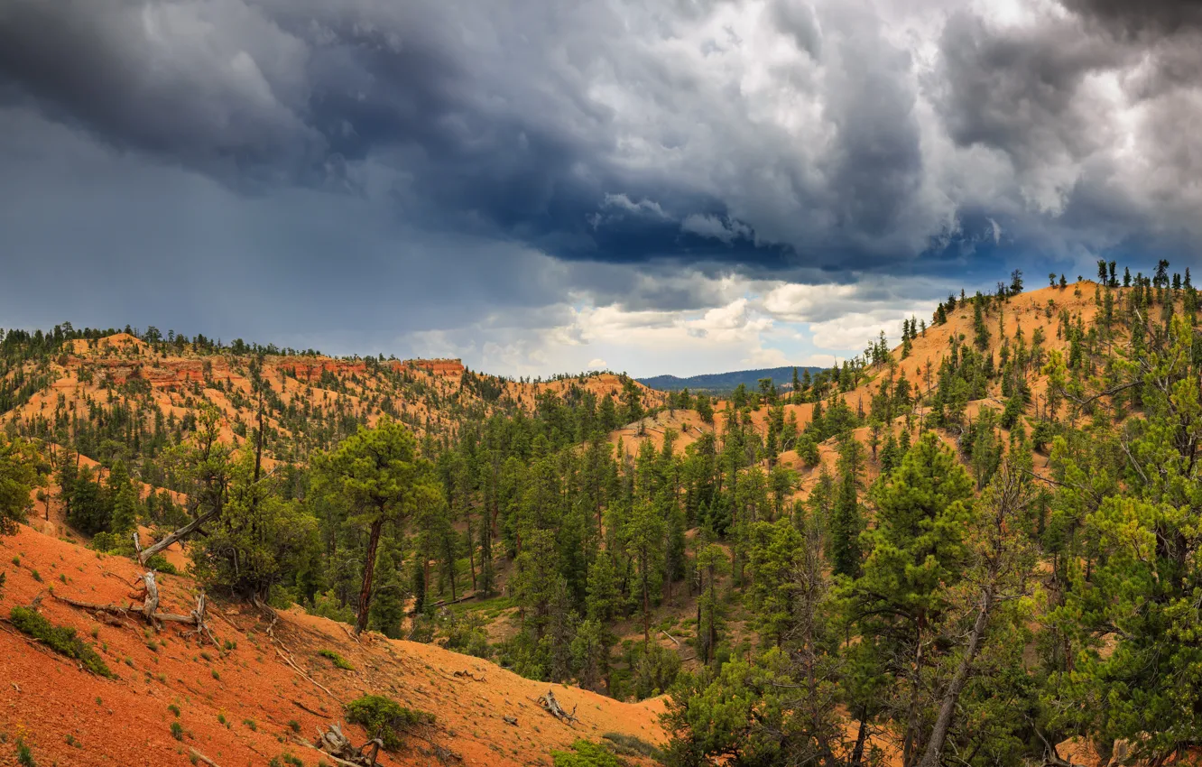 Photo wallpaper forest, clouds, mountains, rocks, slope, panorama, pine