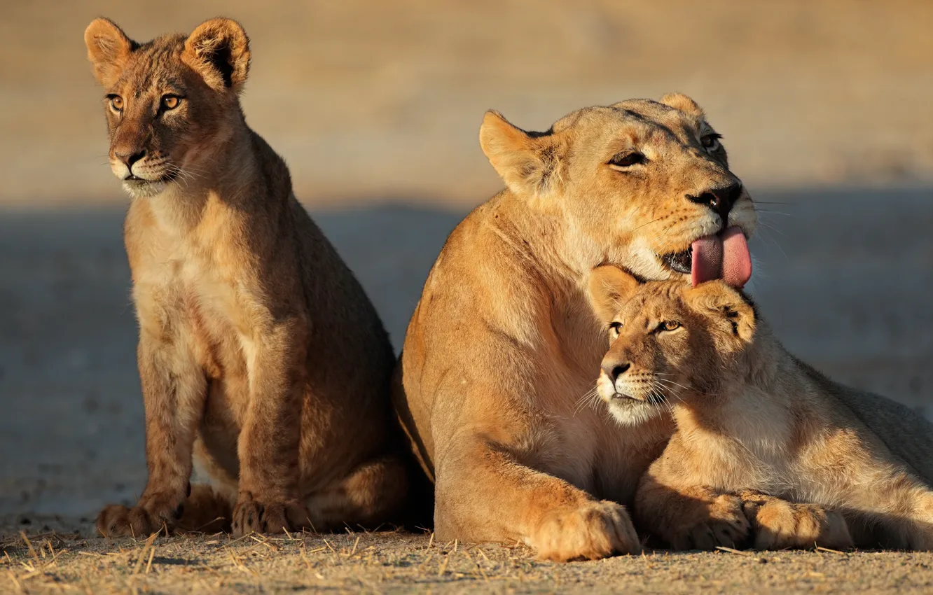 Photo wallpaper language, cat, family, cub, the cubs, lioness, lion, washing