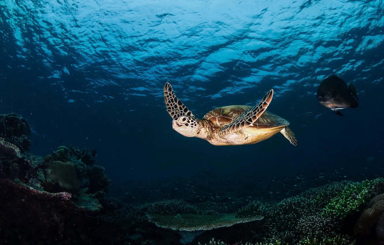Photo wallpaper sea, the dark background, turtle, underwater world, under water, sea turtle, sea, swimming