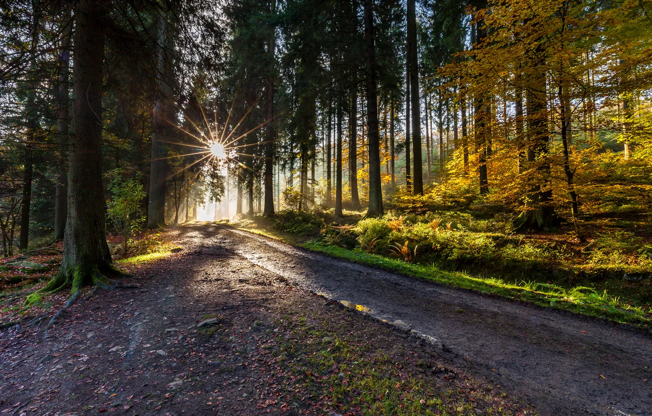 Photo wallpaper road, autumn, forest, trees, the rays of the sun