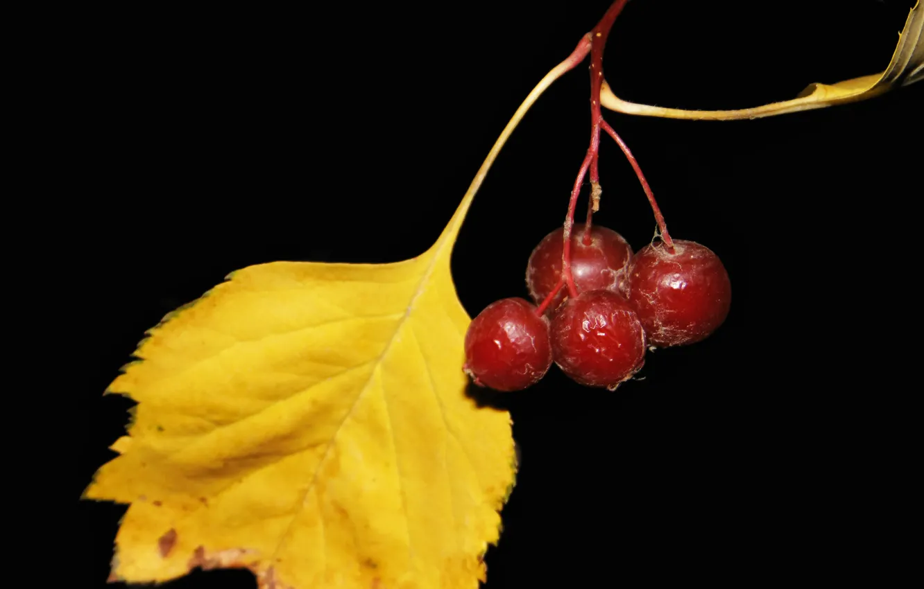 Photo wallpaper autumn, black background, hawthorn berries