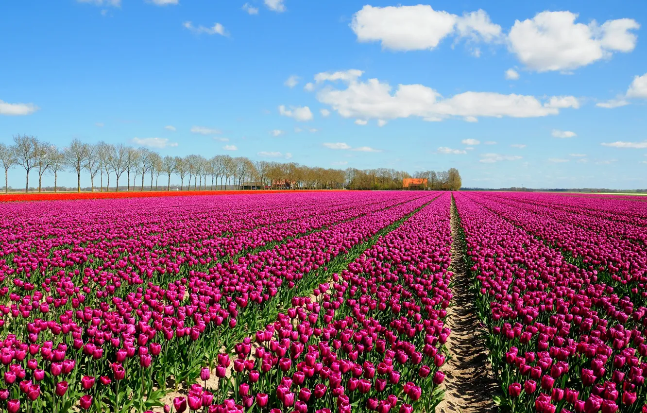 Photo wallpaper field, the sky, clouds, trees, tulips, houses, a lot
