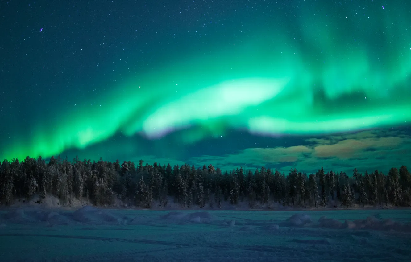 Photo wallpaper forest, snow, night, North, pine, polar lights