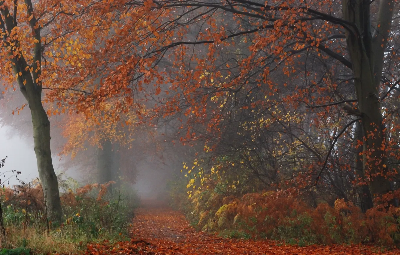 Photo wallpaper autumn, forest, leaves, trees, nature, fog, branch, forest