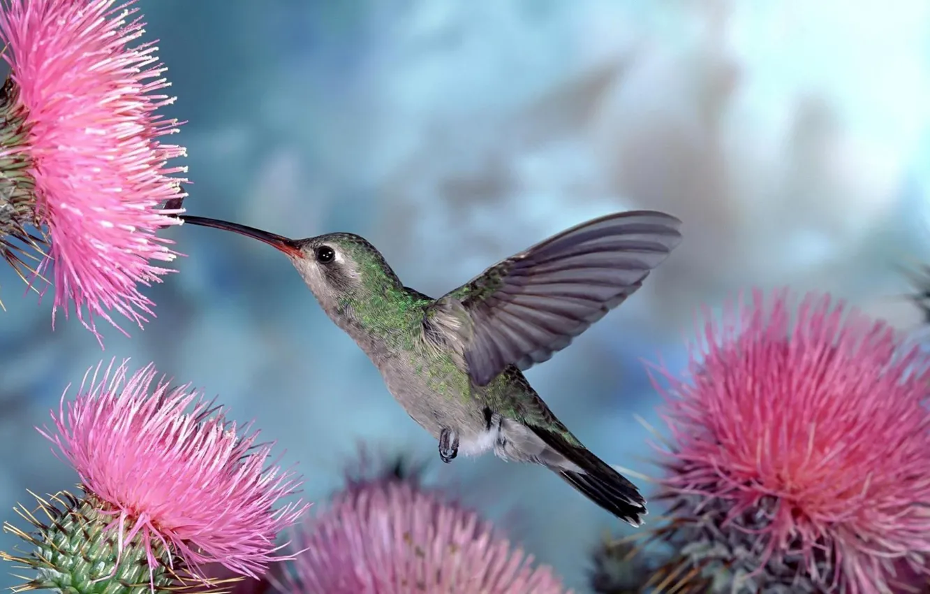 Photo wallpaper flowers, nature, bird, Hummingbird, bird, blue background