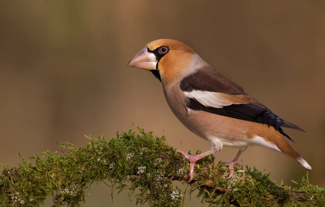 Photo wallpaper branches, background, bird, moss, Grosbeak