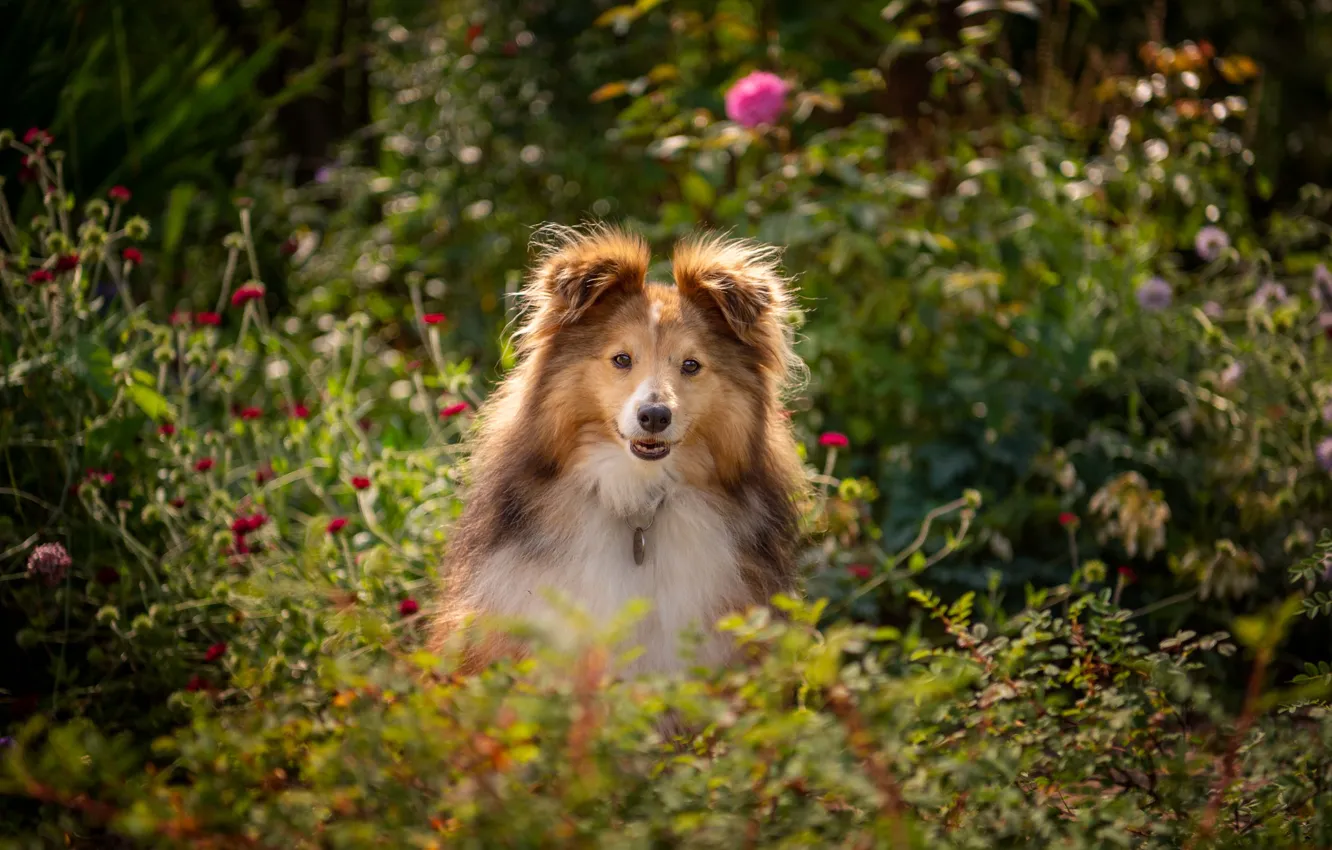 Photo wallpaper face, flowers, dog, Sheltie, Shetland Sheepdog