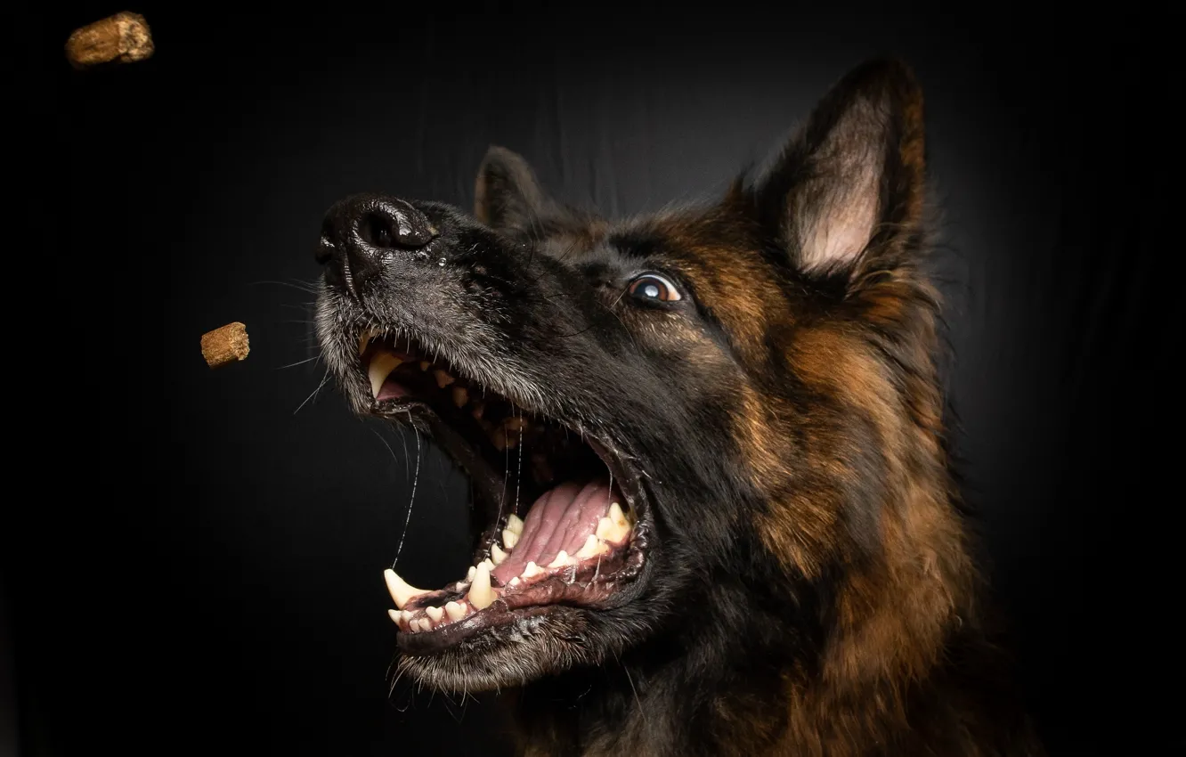 Photo wallpaper Dog, Teeth, Mouth, Face, The dark background, Closeup, dog food