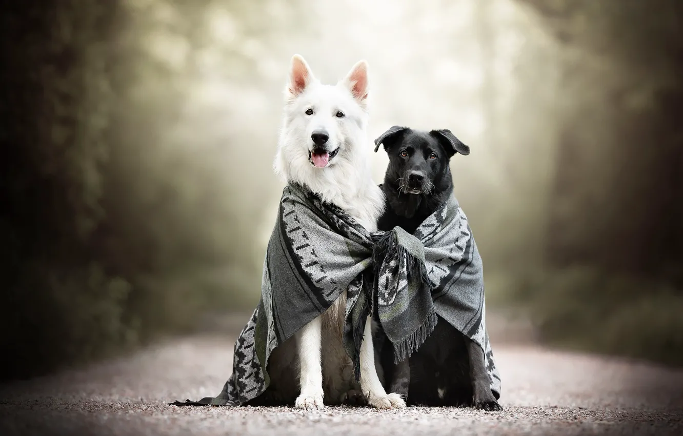 Photo wallpaper dogs, scarf, friends