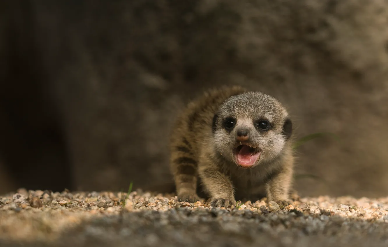 Photo wallpaper background, meerkats, baby, mouth, cub, face