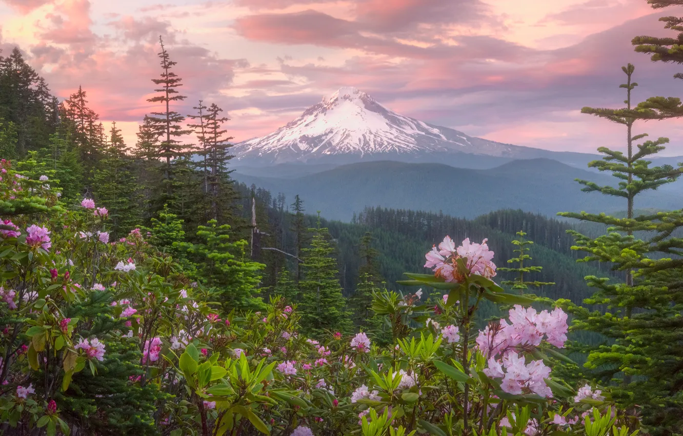 Photo wallpaper forest, the sky, flowers, mountain