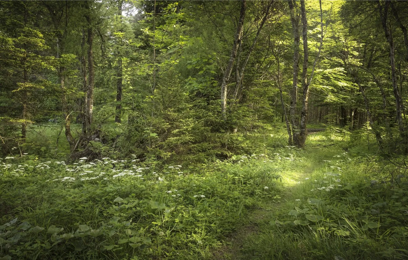 Photo wallpaper greens, forest, plant