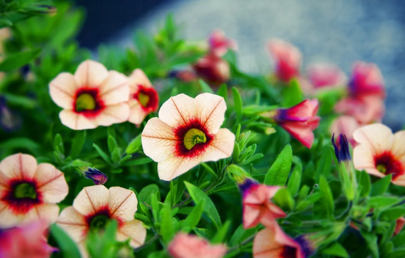 Photo wallpaper macro, flowers, photo, beautiful, bokeh