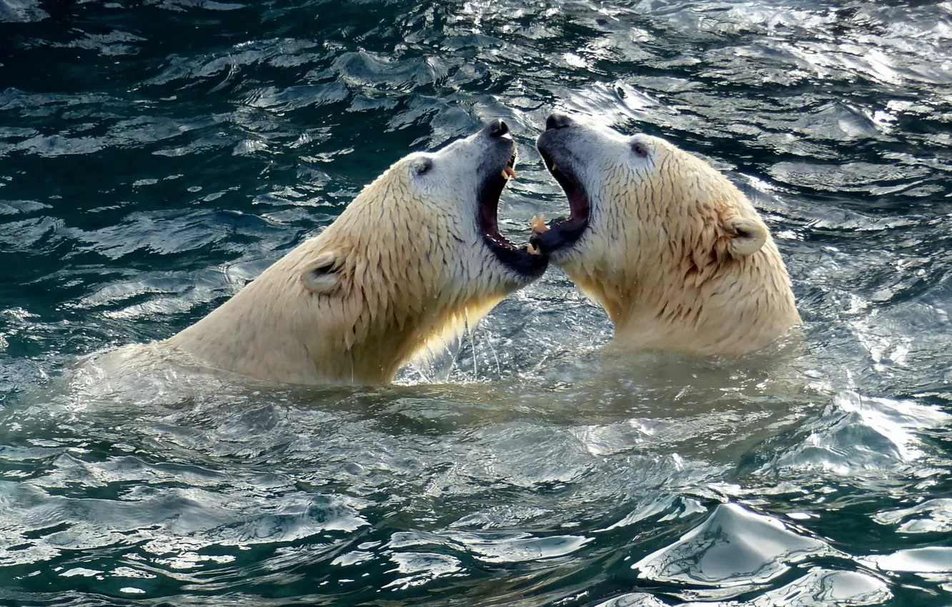Photo wallpaper Germany, zoo, Polarbear