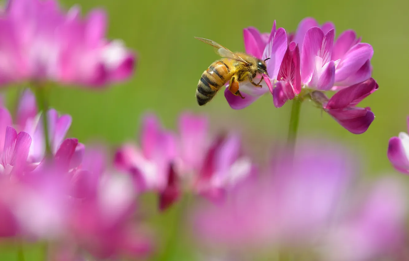 Photo wallpaper nectar, bee, pink, clover, flowers