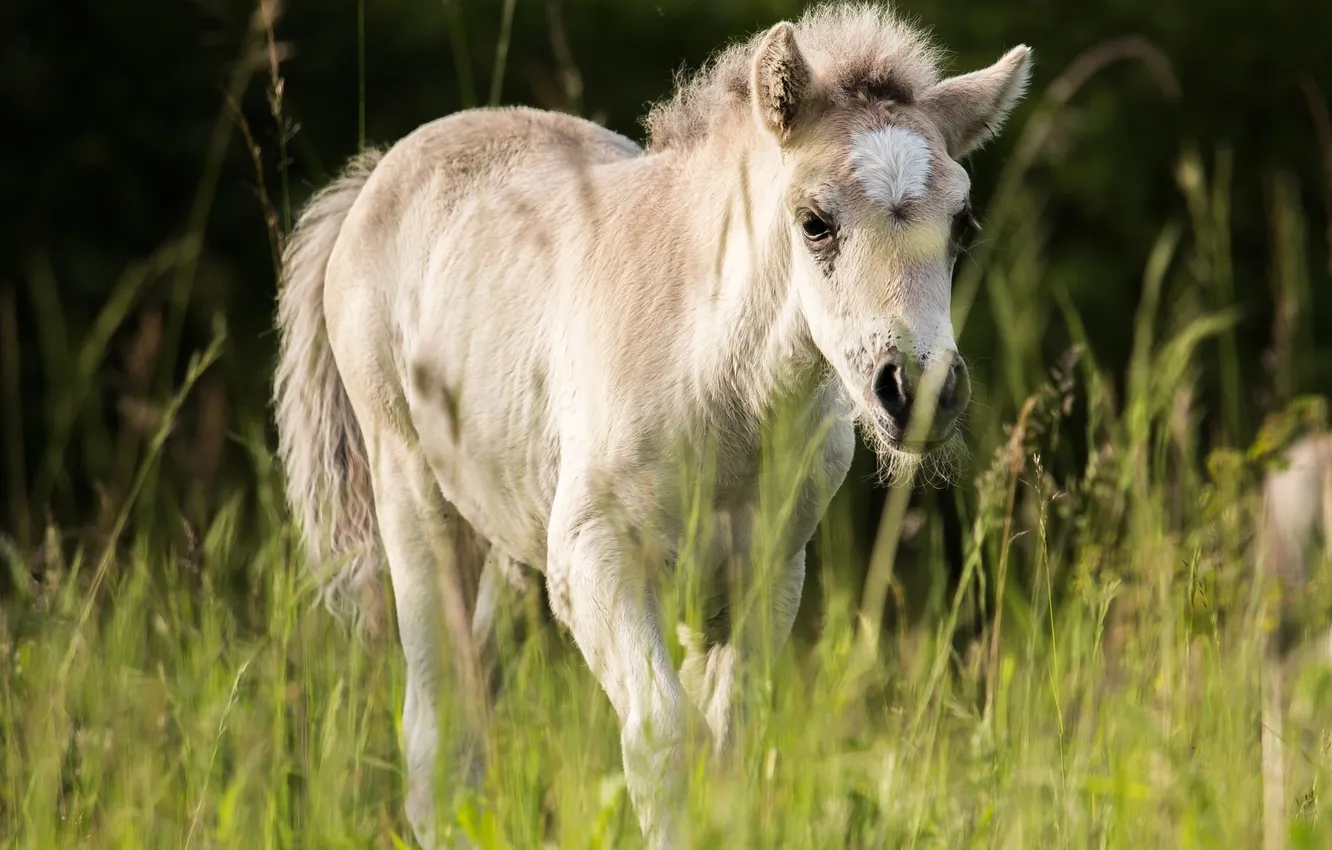 Photo wallpaper horse, meadow, cub, foal