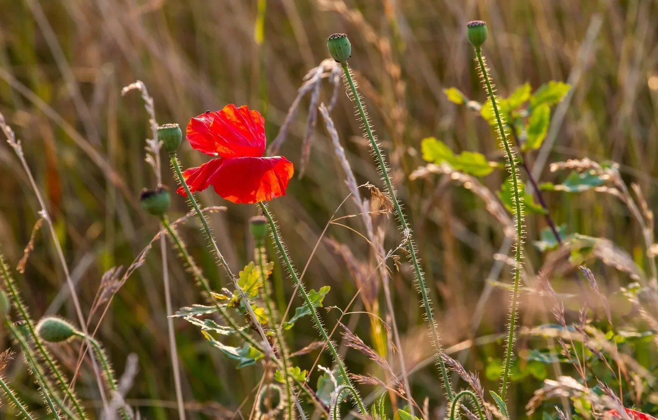 Photo wallpaper summer, grass, macro, red, Mac, petals, meadow, buds