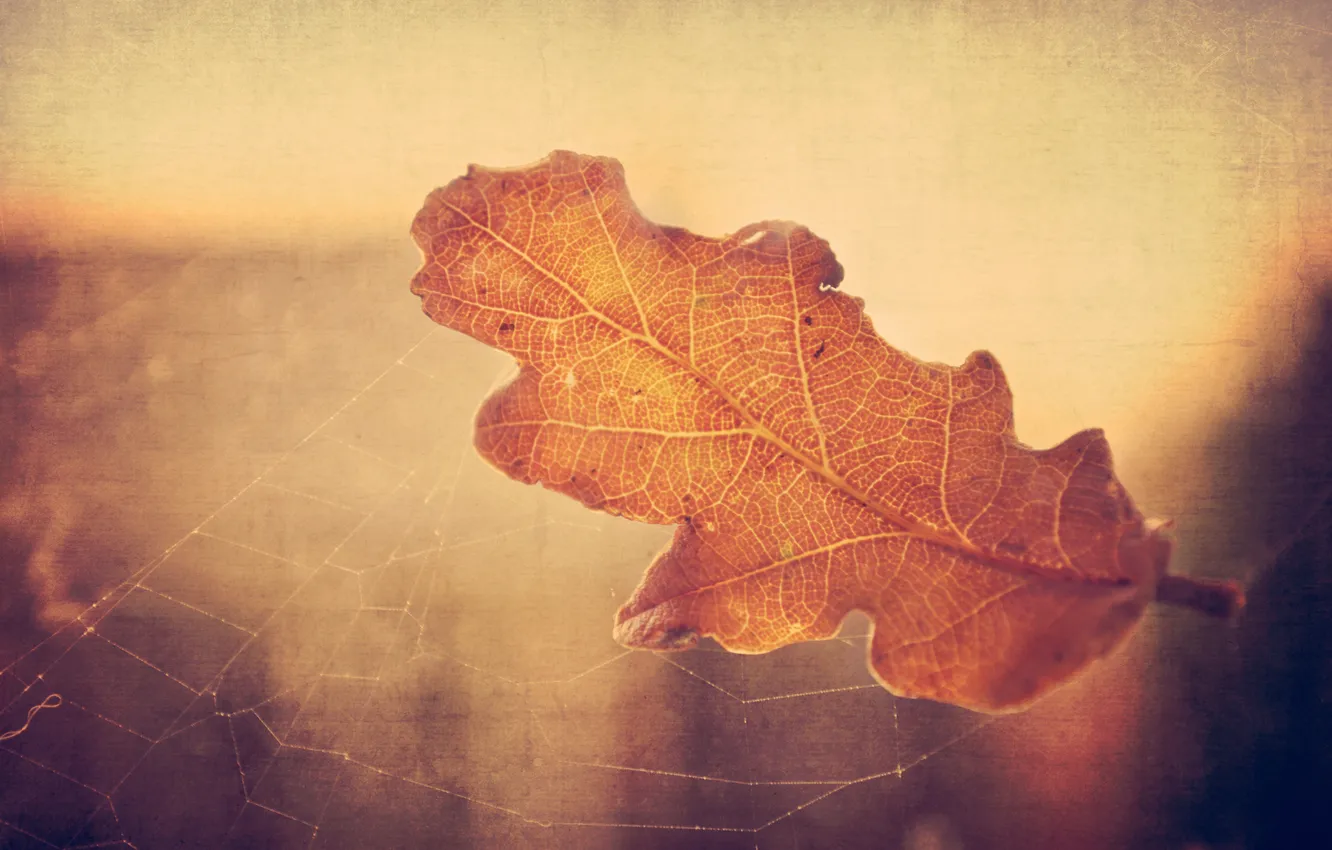 Photo wallpaper autumn, leaves, macro, light, web, Dry, oak