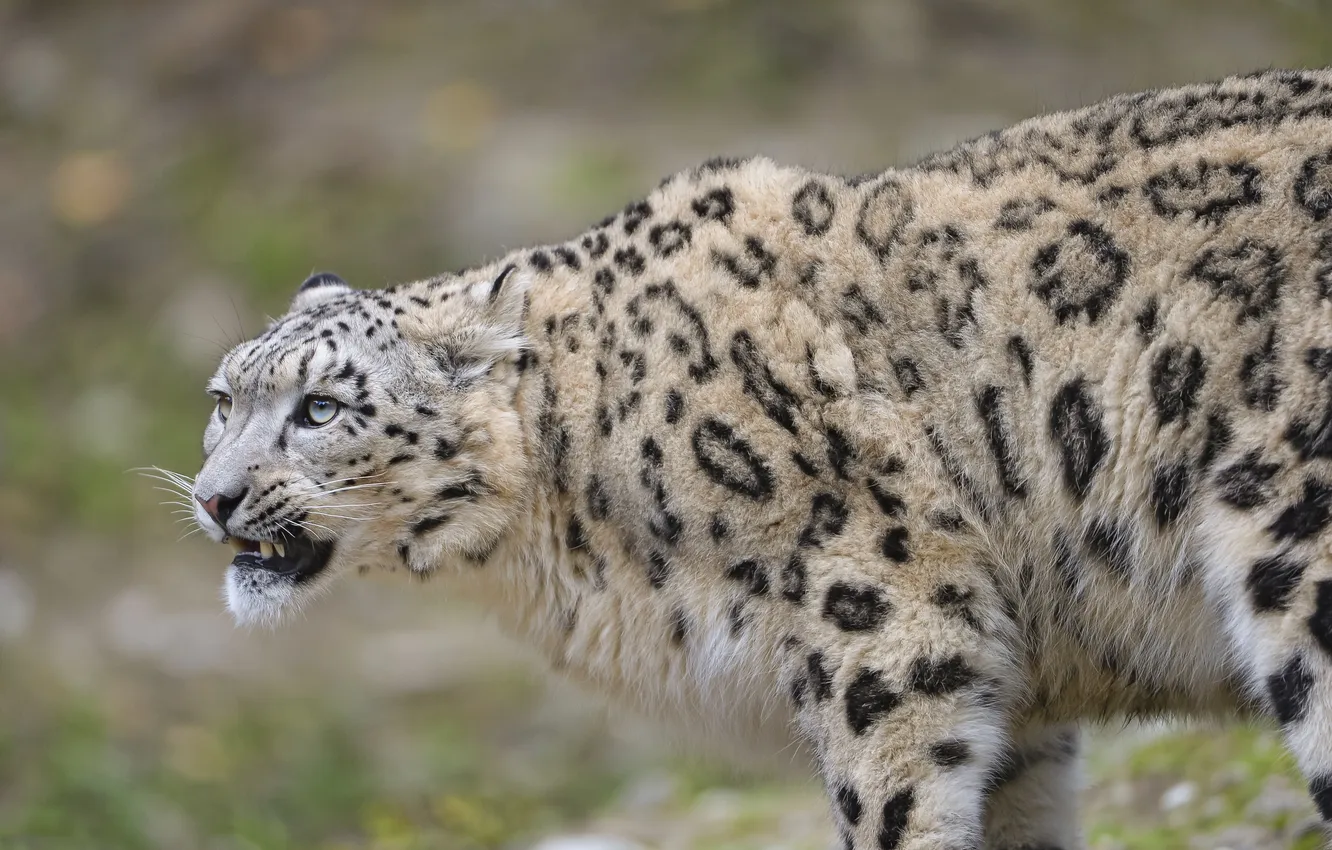 Photo wallpaper cat, IRBIS, snow leopard, ©Tambako The Jaguar