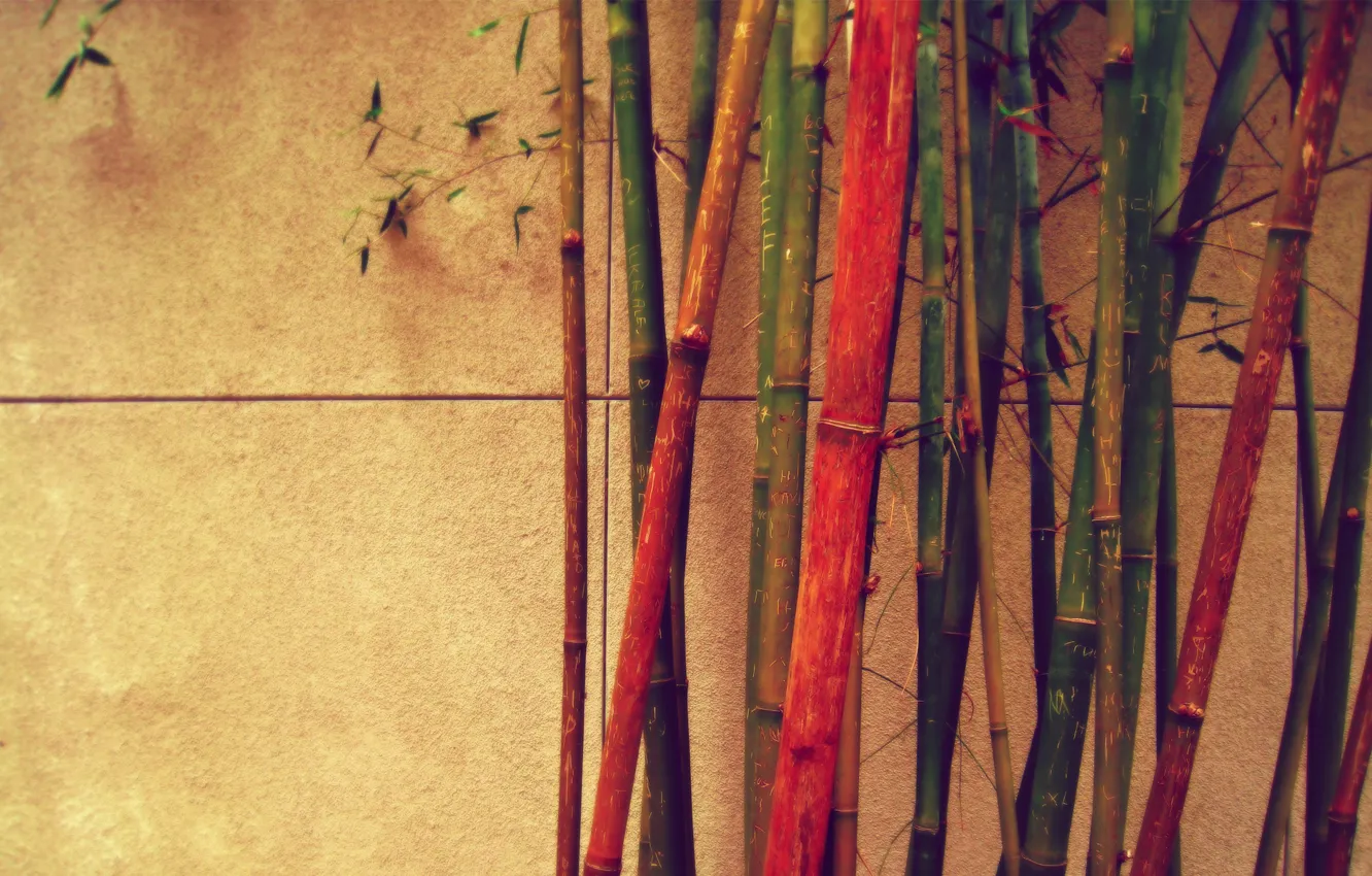 Photo wallpaper wall, colored, bamboo, different
