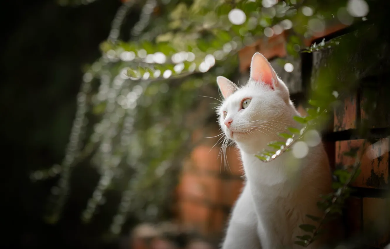 Photo wallpaper cat, portrait, bokeh, white cat